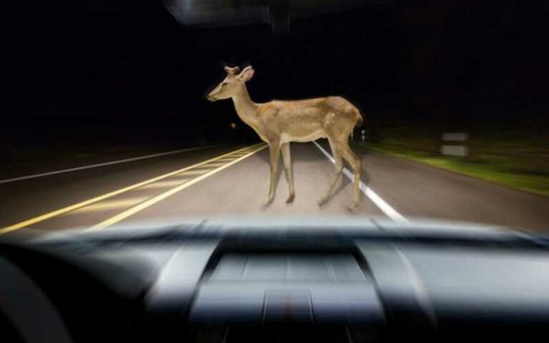 Why Do Deer Jump in Front of Cars